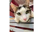 Twinkie, Domestic Shorthair For Adoption In Grants Pass, Oregon