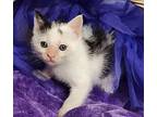 Cher, Domestic Shorthair For Adoption In Rockwall, Texas