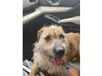 Max, Jack Russell Terrier For Adoption In Mount Mourne, North Carolina