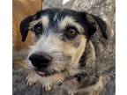 Krispy (mexico) Yo, Parson Russell Terrier For Adoption In Langley