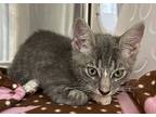 Milo The Brave, Domestic Shorthair For Adoption In Sherwood, Oregon