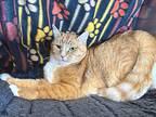 Lucky, Domestic Shorthair For Adoption In Sherwood, Oregon