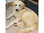 Adopt June a Great Pyrenees
