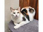 Patches, Domestic Shorthair For Adoption In Oklahoma City, Oklahoma