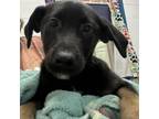 Adopt Rain a Catahoula Leopard Dog, Mixed Breed