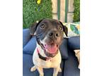 Faith, American Pit Bull Terrier For Adoption In Citrus Heights, California