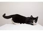 Dylan, Domestic Shorthair For Adoption In Montclair, New Jersey