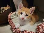 Winger, Domestic Shorthair For Adoption In Dallas, Texas