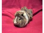 Don Julio, Guinea Pig For Adoption In South Bend, Indiana