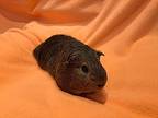 Wilbur, Guinea Pig For Adoption In South Bend, Indiana