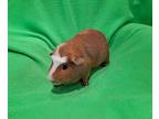 Watson And Holmes, Guinea Pig For Adoption In South Bend, Indiana