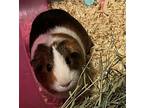 Twix And Reece, Guinea Pig For Adoption In Mankato, Minnesota