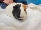 Peanut Butter, Guinea Pig For Adoption In Augusta, Maine