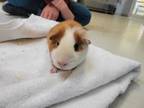 Jelly Bean, Guinea Pig For Adoption In Augusta, Maine