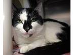 Oreo, Domestic Shorthair For Adoption In Forked River, New Jersey