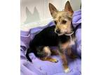 Barrt, Terrier (unknown Type, Medium) For Adoption In Thousand Oaks, California