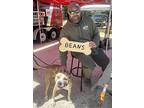 Beans, American Staffordshire Terrier For Adoption In Forked River, New Jersey
