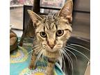 Sunny, Domestic Shorthair For Adoption In Frisco, Texas