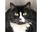 Sukie, Domestic Shorthair For Adoption In Des Moines, Iowa