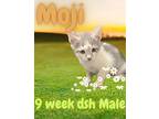 Moji, Domestic Shorthair For Adoption In Nicholasville, Kentucky