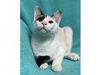 Dudley, Domestic Shorthair For Adoption In Panama City Beach, Florida