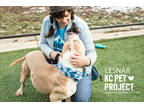 Lesnar, American Pit Bull Terrier For Adoption In Kansas City, Missouri