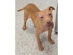 Chief, American Pit Bull Terrier For Adoption In Kansas City, Missouri