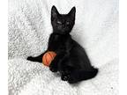 Xavier Johnson, Domestic Shorthair For Adoption In Rochester, Indiana