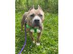 Adopt Myrtle a American Staffordshire Terrier, Mixed Breed