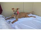 Nova, American Staffordshire Terrier For Adoption In Mckinney, Texas