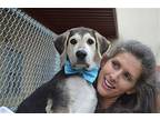Charlie, Labrador Retriever For Adoption In Mckinney, Texas