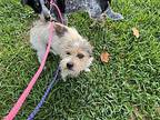 Nicky, Terrier (unknown Type, Small) For Adoption In Saugus, Massachusetts