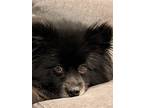 Reagan, Spitz (unknown Type, Small) For Adoption In Freeport, New York