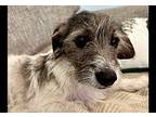 Bo-regard, Terrier (unknown Type, Small) For Adoption In Lake Forest, California