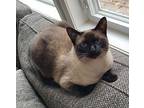Addy (front Paw Declaw), Siamese For Adoption In Howell, Michigan