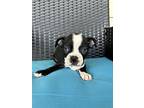 Piper Quinn #4125nc, Boston Terrier For Adoption In Maryville, Tennessee