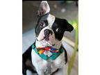 Sully-4361tn, Boston Terrier For Adoption In Maryville, Tennessee
