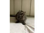 Gatito, Domestic Longhair For Adoption In Canyon Country, California