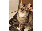 Spuds, Domestic Shorthair For Adoption In Wheaton, Illinois