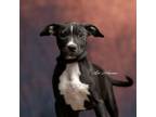 Adopt Cappuccino a Catahoula Leopard Dog, Mixed Breed