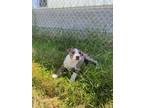 Adopt Latte a Catahoula Leopard Dog, Mixed Breed
