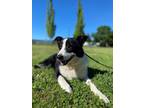 Adopt Lilly a Border Collie