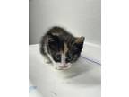 Adopt Tinker a Domestic Short Hair