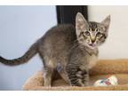 Adopt Stormy a Domestic Short Hair