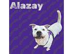 Alazay Bullmastiff Adult Male