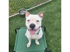 Adopt Ivory a Mixed Breed