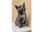 Adopt Ivey (24-347) a Domestic Short Hair