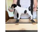 Rat Terrier Puppy for sale in Varnville, SC, USA