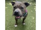 Adopt Dreamy a Pit Bull Terrier