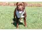 Adopt Lady a American Staffordshire Terrier, Mixed Breed